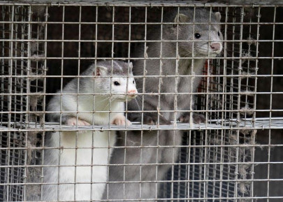 denmark to cull entire mink herd amid mutation fears for coronavirus vaccine denmark to cull entire mink herd amid mutation fears for coronavirus vaccine