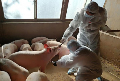 china study warns of possible new pandemic virus from pigs china study warns of possible new pandemic virus from pigs