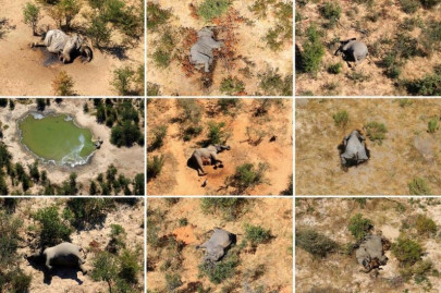 botswana investigating mystery deaths of 275 elephants botswana investigating mystery deaths of 275 elephants