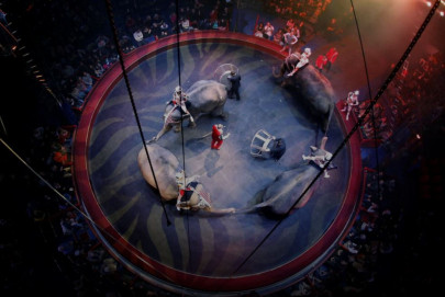 france to ban use of wild animals in circuses france to ban use of wild animals in circuses