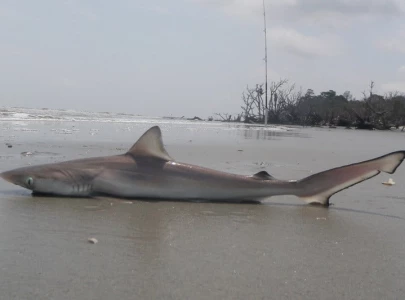 brazilian sharks test positive for cocaine brazilian sharks test positive for cocaine