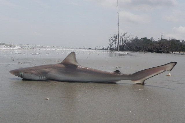 brazilian sharks test positive for cocaine brazilian sharks test positive for cocaine