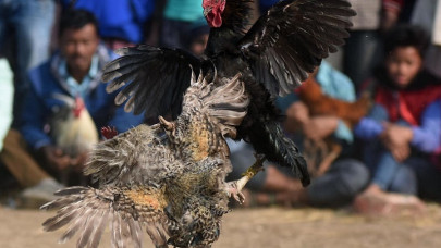 indian rooster kills owner with cockfight blade indian rooster kills owner with cockfight blade