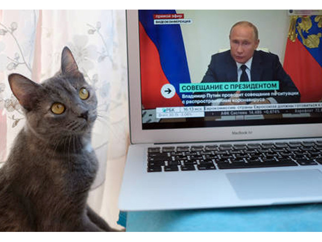 russian cats slapped with sanctions