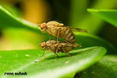 macro photography the perfect close up