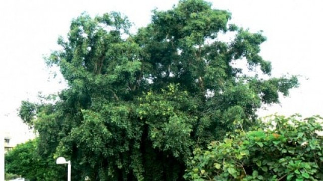 shisham trees under attack in many sectors shisham trees under attack in many sectors