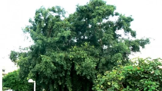 shisham trees under attack in many sectors shisham trees under attack in many sectors