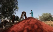 labourers unload sacks of dried red chili peppers at the mirch mandi wholesale market in kunri umerkot pakistan february 25 2022 last year at this time there used to be around 8 000 to 10 000 bags of chillies in the market said trader raja daim this year you can see that there are barely 2 000 bags here and it is the first day of the week by tomorrow and the day after it will become even less reuters