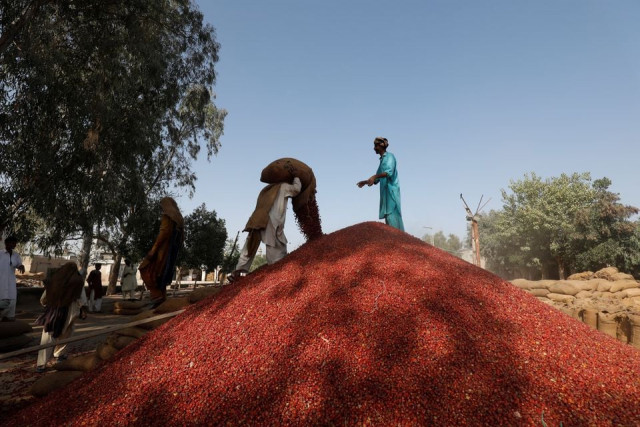 labourers unload sacks of dried red chili peppers at the mirch mandi wholesale market in kunri umerkot pakistan february 25 2022 last year at this time there used to be around 8 000 to 10 000 bags of chillies in the market said trader raja daim this year you can see that there are barely 2 000 bags here and it is the first day of the week by tomorrow and the day after it will become even less reuters labourers unload sacks of dried red chili peppers at the mirch mandi wholesale market in kunri umerkot pakistan february 25 2022 last year at this time there used to be around 8 000 to 10 000 bags of chillies in the market said trader raja daim this year you can see that there are barely 2 000 bags here and it is the first day of the week by tomorrow and the day after it will become even less reuters