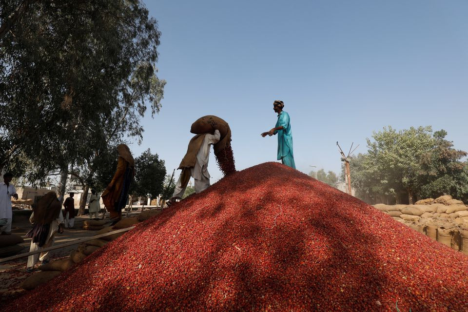 Labourers unload sacks of dried red chili peppers at the Mirch Mandi wholesale market, in Kunri, Umerkot, Pakistan, February 25, 2022. 