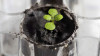 scientists grow plants in soil from the moon scientists grow plants in soil from the moon
