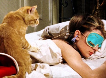 four films four felines hollywood hits that wouldn t be the same without cats four films four felines hollywood hits that wouldn t be the same without cats