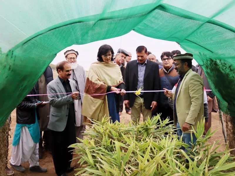 first ever ginger harvest inaugurated in pakistan first ever ginger harvest inaugurated in pakistan