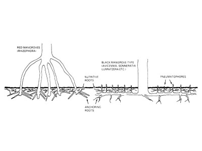 mangroves save the carbon sinks instead of letting them go down the drain say experts