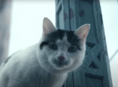 quiet place day one s frodo the cat has stolen the spotlight