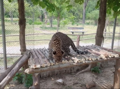 pakistan s endangered leopards face survival threats pakistan s endangered leopards face survival threats