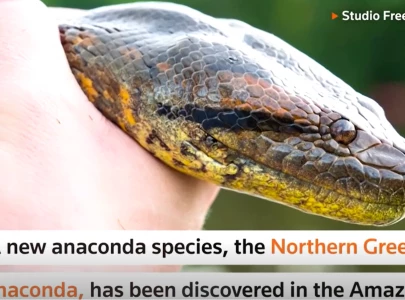 new species of amazon anaconda world s largest snake discovered new species of amazon anaconda world s largest snake discovered