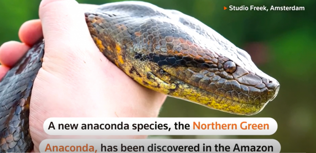 new species of amazon anaconda world s largest snake discovered new species of amazon anaconda world s largest snake discovered