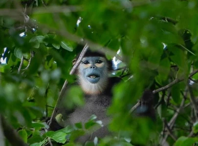 elusive black shanked langur captured on camera after three day search in vietnam elusive black shanked langur captured on camera after three day search in vietnam