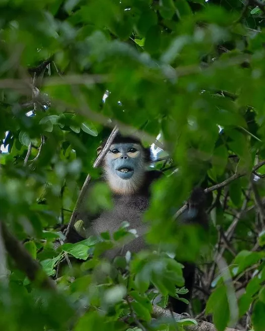 elusive black shanked langur captured on camera after three day search in vietnam elusive black shanked langur captured on camera after three day search in vietnam