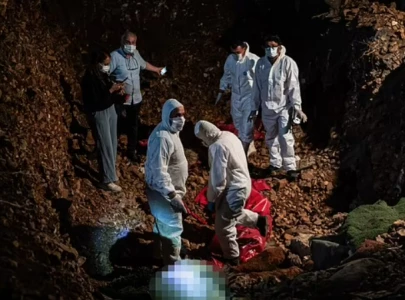 backlash intensifies over turkey s stray dog massacre leaving millions of dogs dead backlash intensifies over turkey s stray dog massacre leaving millions of dogs dead