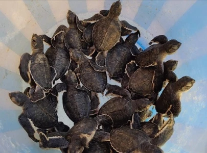 rare sea turtles face grave threat of poaching along pakistan s coast