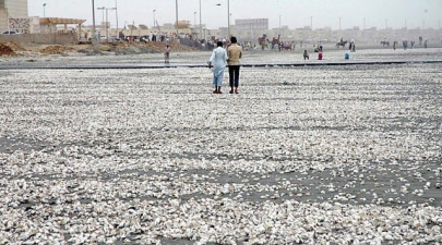 task force to clean up seashells from sea view