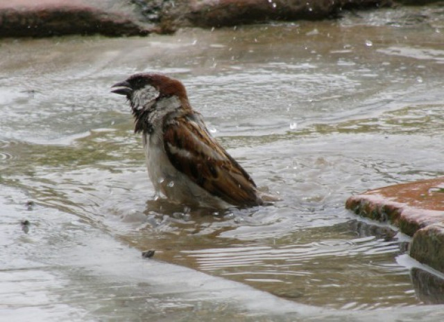 heat wave across pakistan kills 9 heat wave across pakistan kills 9