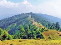 forest fire devastates shangla s rare trees