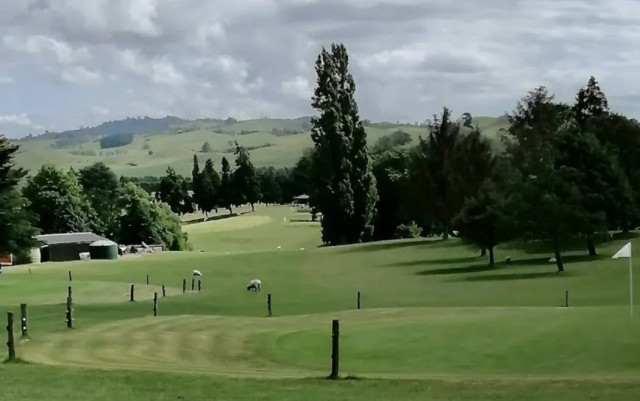 nz golf club ends 50 year tradition of sheep groundskeepers nz golf club ends 50 year tradition of sheep groundskeepers