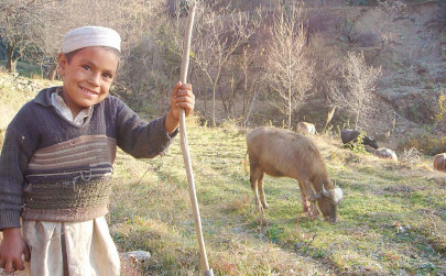 devastated livestock why the cows won t come home tonight devastated livestock why the cows won t come home tonight