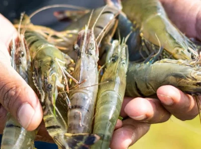 shrimp farming project receives mixed reviews shrimp farming project receives mixed reviews