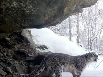 pm imran shares rare footage of shy snow leopard in g b mountains pm imran shares rare footage of shy snow leopard in g b mountains