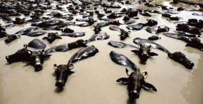 sick cattle arrive at karachi s slaughterhouses