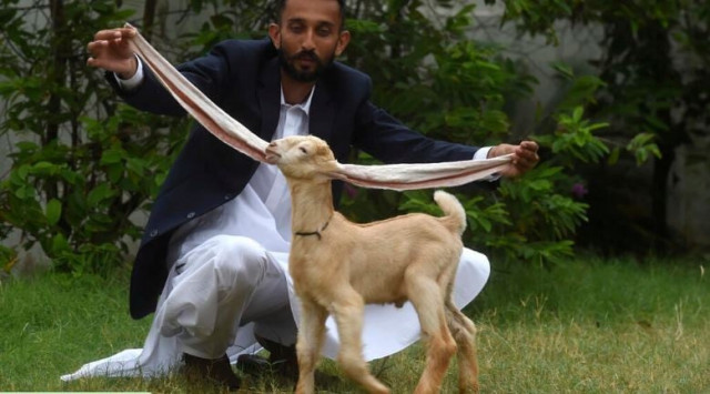 breeder mohammad hasan narejo displays his kid goat simba in karachi photo afp breeder mohammad hasan narejo displays his kid goat simba in karachi photo afp