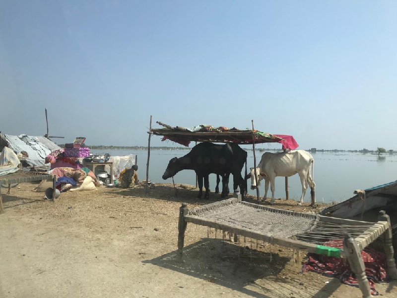 Rescue operation underway around Manchhar lake - Vimarsana News