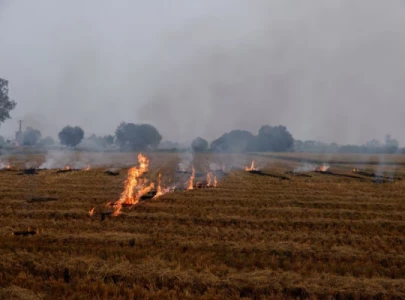 indian farmers carry on burning stubble despite cost to health