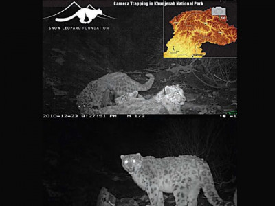 imperiled phantom rare group photo of snow leopards at khunjerab park