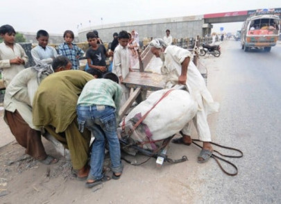 the saddest creature the saddest creature