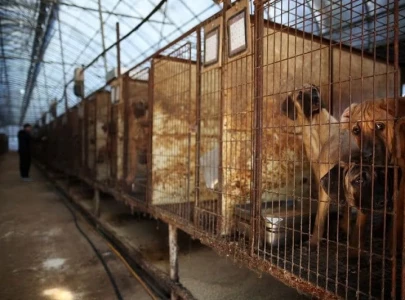 south korea passes bill to ban consumption of dog meat
