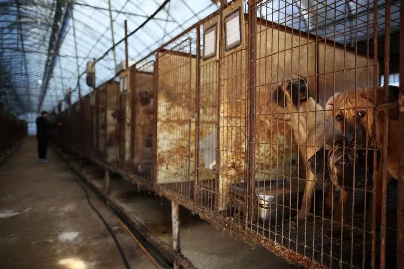 dogs look on from their cages at a dog meat farm in hwaseong south korea november 21 2023 photo reuters