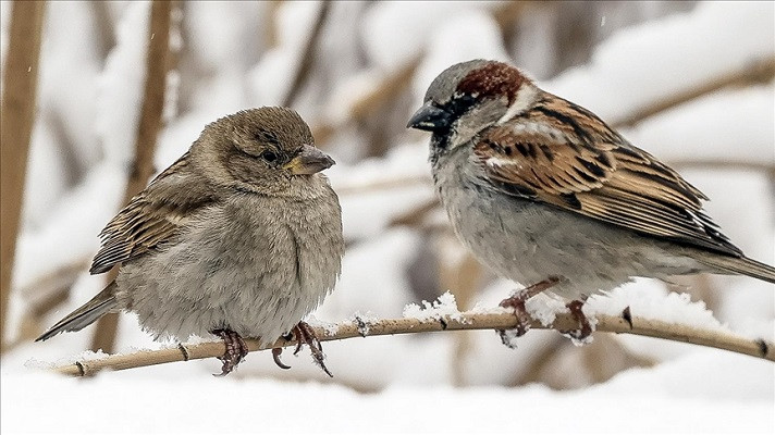 once natural habitats for birds these metropolises have lost their precious wildlife not only through the ravages of time but also because of increasing human influence photo anadolu agency