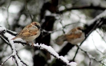 sparrows also serve as indicators of air quality photo anadolu agency