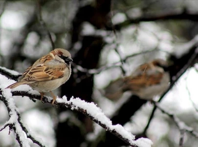 wildlife authorities launch sparrow count as bird s population dwindles