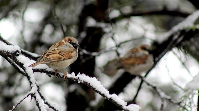 sparrows also serve as indicators of air quality photo anadolu agency sparrows also serve as indicators of air quality photo anadolu agency