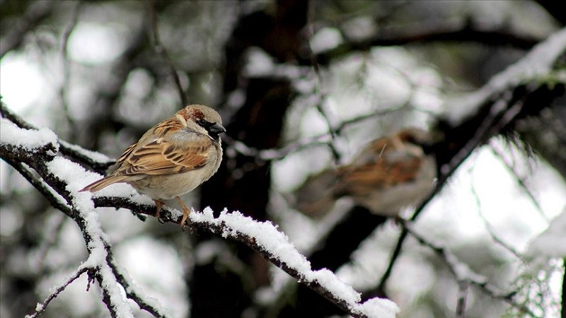 sparrows also serve as indicators of air quality photo anadolu agency