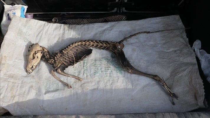 the skeleton is about 1 meter 3 3 feet tall with predatory teeth photo anadolu agency