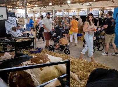 state fairs in us get creative with fake cows