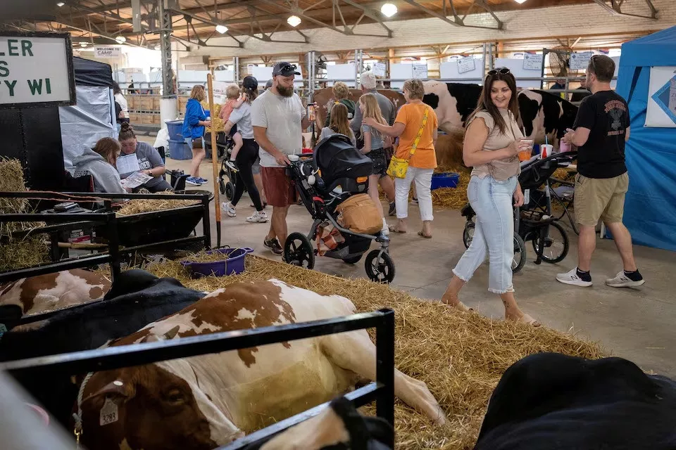 attendees view cows that are shown by exhibitors at the state fair in west allis wisconsin us on august 9 2024 file photo reuters attendees view cows that are shown by exhibitors at the state fair in west allis wisconsin us on august 9 2024 file photo reuters