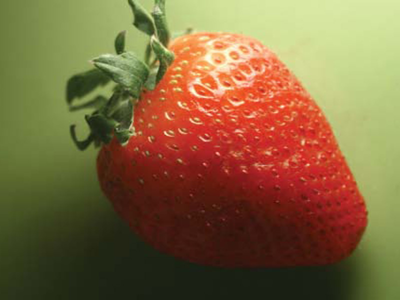 poor agricultural management blocks strawberry export